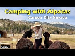 Fun Spot to Camp! Alpaca Ranch near Carson City, Nevada