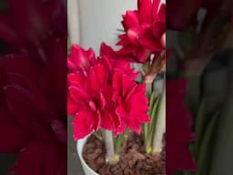 #bulbos #amaryllis#plantas #fiori #garden #flores #plants #jardin #gardening#flowers