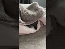 This Blanket Has a Mind of Its Own and You Won't Believe What's Inside!