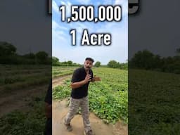 How I vegetableearn 15 lakh per acre