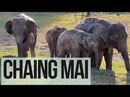 Scenic Views, Sacred Bells & Elephant Encounters in Chiang Mai