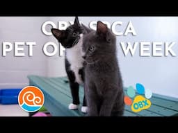 Outer Banks SPCA Pets of the Week: Kittens! (May 27, 2025)