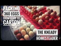 From Coop to Carton: Packing 360 Eggs Like A Pro | Satisfying Speed Video