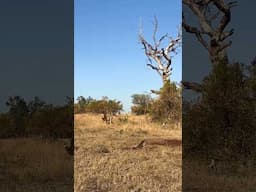 Male Lions Ambush Pack of Hyenas!