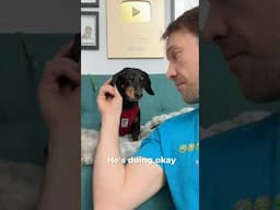 Update on how Crusoe’s doing.. ❤️‍🩹