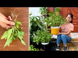 This is the easiest and least maintenance way to grow plants, indoor herb garden