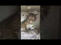 Watch Bobcat Reunite With Lost Baby After Thunderstorms