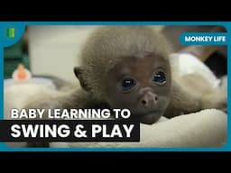 Baby Orangutan Sylvester Learns to Climb and Play | Monkey Life