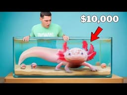 Buying The Most Expensive Axolotl In The World…