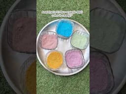 Make Your Own Organic Holi Colours🎨🌸 #youtubeshorts #holicelebration