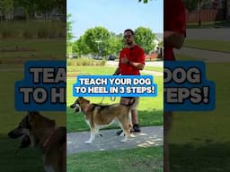 Teach Your Dog to Heel in 3 Easy Steps! #dogs