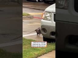 I spotted a possum carrying all of her babies on her back 😲🤣 (🎥: ViralHog)