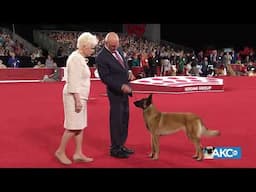 Meet the Belgian Malinois