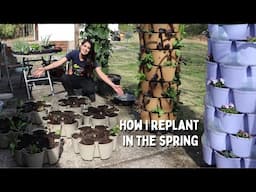 My 4-Year-Old GREENSTALK Still Thrives! Here’s How I Revive It Every Spring 🌱