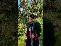 Apple Orchard In Kinnaur HP #kinnaur #ytshorts #yt #apple #appleorchard #mountainfairy