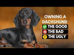 Owning a Dachshund: The Good, The Bad, The Ugly