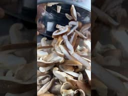 The Great Shiitake Mushroom!