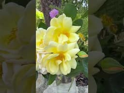 Watch my personal growing review of Rose ‘Margarette Golding (Harspinner) from @harknessroses1879