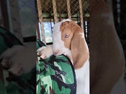 Goat VS Hat