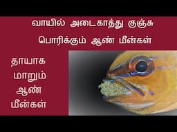 வாயில் அடைகாத்து குஞ்சு பொரிக்கும் ஆண் மீன்கள் (தாயாக மாறும் ஆண் மீன்கள்)