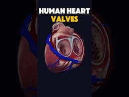 Opening and closing of Heart Valves: 3d beating heart View #medicalanimation