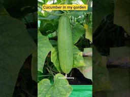 होम गार्डन में उगाया खीरा | Cucumber in my terrace garden #gardening #Cucumber #terracegardening