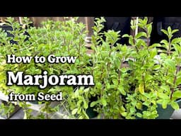 How to Grow Marjoram from Seed in Pots🌿 | Easy planting guide