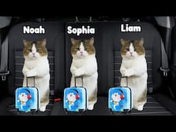 CAT MEMES Family Road Trip to the Airport