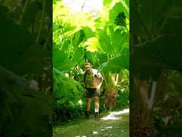 Brazil’s Giant Leaves Are Thriving in Britain