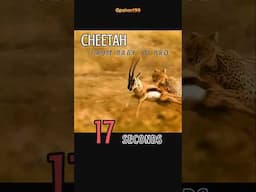 17s - Cheetah - From Baby To Pro #shortsfeed #ytshorts #cheetah #animals #shorts #short #shortvideo