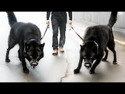 10 Most Wolfish Dog Breeds