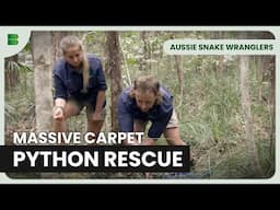 Massive Carpet Python Rescue! | Aussie Snake Wranglers