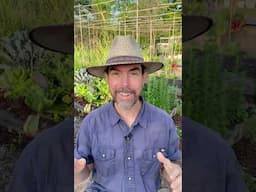 March 2025 Garden Update from Central Texas