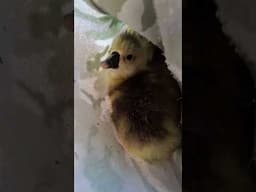 African Goslings Have hatched 😍