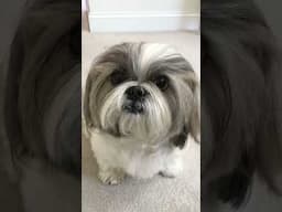 Shih Tzu’s Hair Goals: Long, Luscious Locks 🤩 #shorts #shihtzu