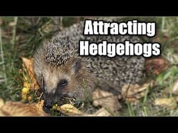 Wild Hedgehogs Now Live in My Garden - Here's How