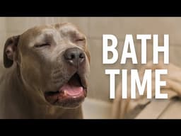 Its Bath Time ! 🫧💙🐾 Relaxing Dog Bath Time Routine ASMR #viral #asmr #doggrooming #dogbath