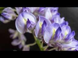 Foraging and Cooking Wisteria Flowers