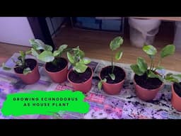 Can you grow Echinodorus Amazon Sword as house plant?