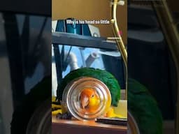Bird with smallest head in the world 😱 #birds #parrot #pets #funnyanimals