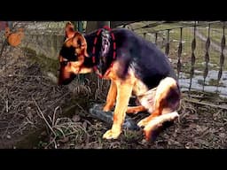 Injured German Shepherd Dog Chained to Fence Whole Life Saved By Passionate Dog Rescuers!