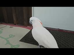 A Cockatoo In The Great Outdoors!