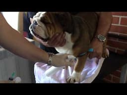 Video 3 Comparing Draminsky dog ovulation detector-Vaginal Cytology-Canine Progesterone test
