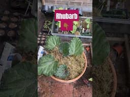Reporting My Rhubarb Into A Container #rhubarb
