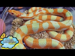 Waiting for Snake Eggs!!!