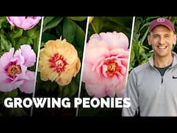 All About Peonies | Let's talk about the different types I grow!