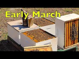 More Early Spring Colony Inspections