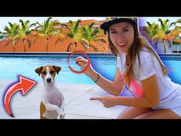 СОБАКА ДЖИНА НА КАРИБАХ - Путешествие с Собакой на Кюрасао - Все Серии | Elli Di Pets