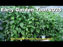 Early Season Garden Tour 2025 | Wild Peppers, Tomatoes And More! #gardening