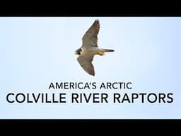 America's Arctic: Colville River Raptors